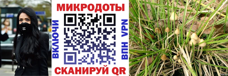 Псилоцибиновые грибы Psilocybe Удомля